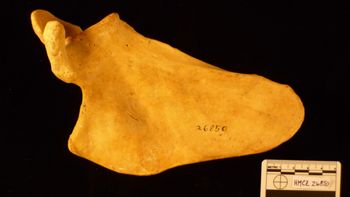 Media type: image;   Mammalogy 26850